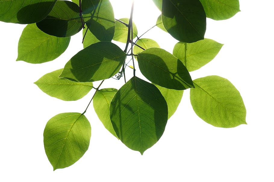 green leaved plant, natural, green leaf, plant part, green color HD wallpaper