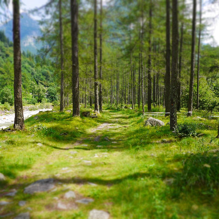 forest path, ticino, lerch forest, verzasca, away, nature, trees HD wallpaper
