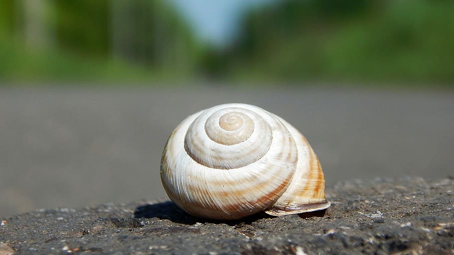 nature, snail, shells, spiral, road, animal wildlife, animal shell HD wallpaper