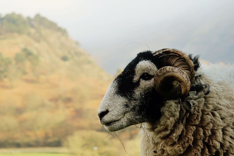 Ram, brown and black ram closeup photo, sheep, animal, mountain HD wallpaper