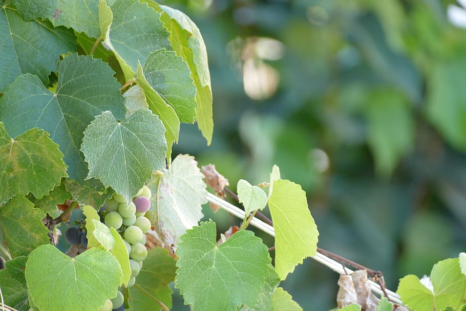 grapes, waiting, for, leaf, plant part, growth, green color HD wallpaper