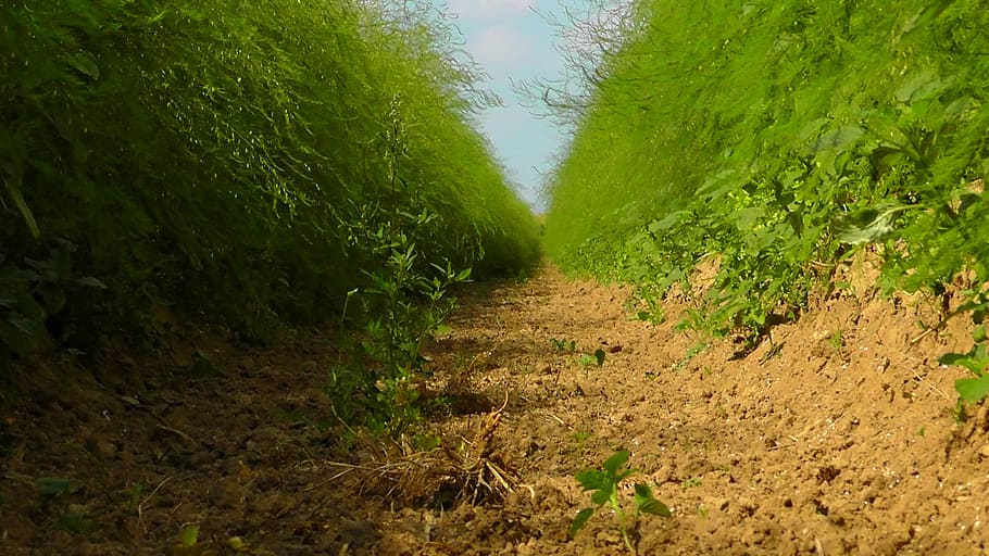 Nature, Summer, Fields, Away, asparagus field, vegetables, food HD wallpaper