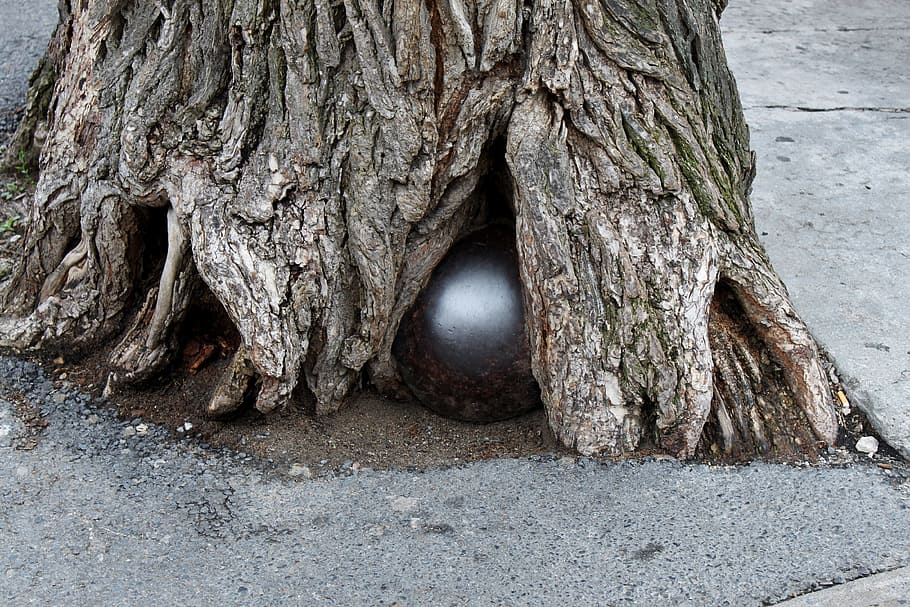 cannonball, root, tree, tree trunk, nature, day, plant, textured HD wallpaper