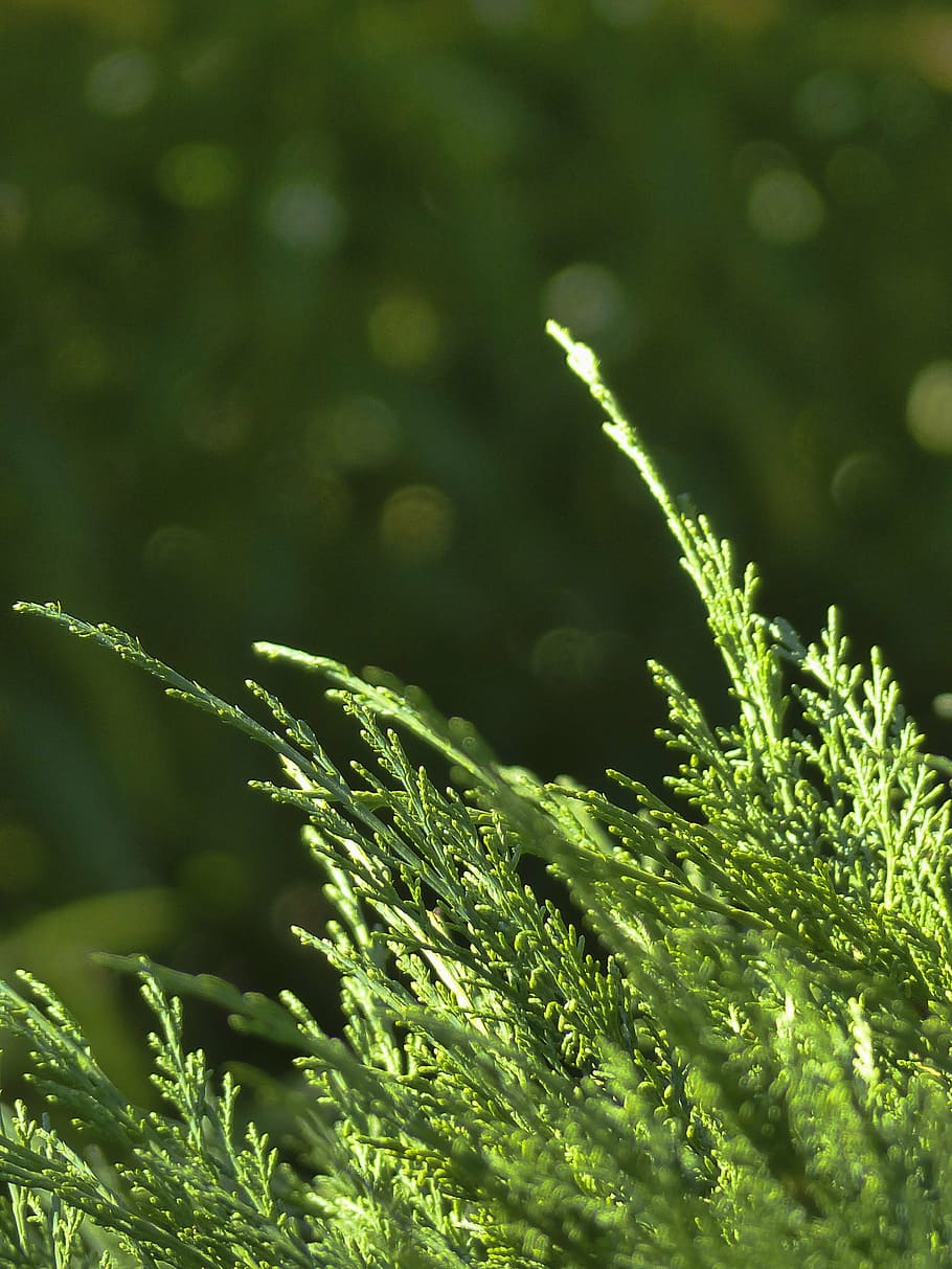 HD wallpaper: cedar, tree, branch, nature, forest, close-up, early ...