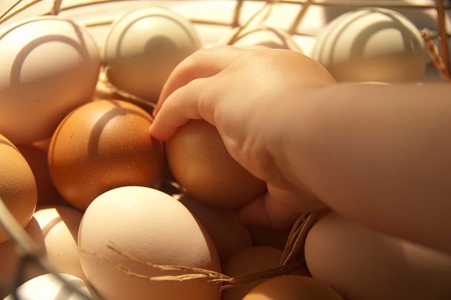 person holding egg, eggs, farm, food, organic, healthy, natural