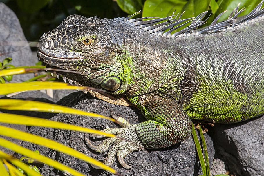 lizard, iguana, reptile, dragon, close, animal, animal themes HD wallpaper
