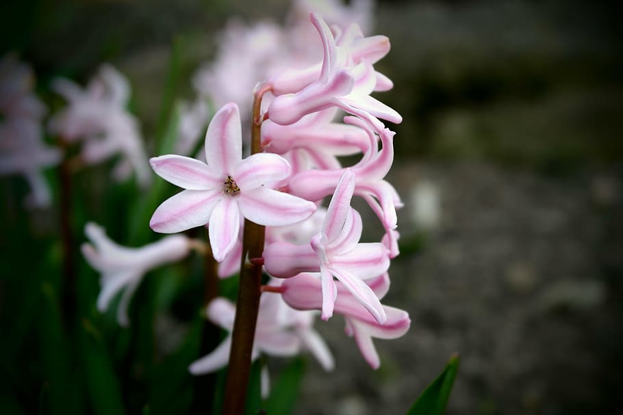flowers, care, spring, macro, nature, flowering plant, freshness HD wallpaper
