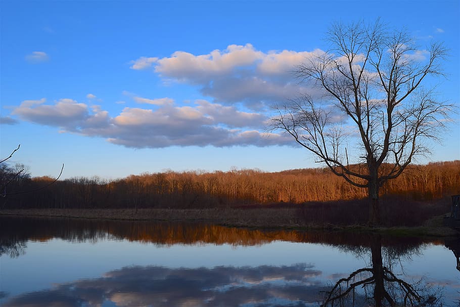 tree, nature, landscape, water, sky, reflection, outdoors, lake HD wallpaper
