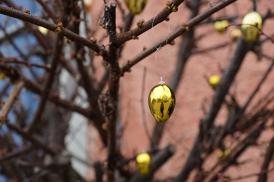 egg, gold, easter, branch, tree, bush, spring, gloss, noble HD wallpaper