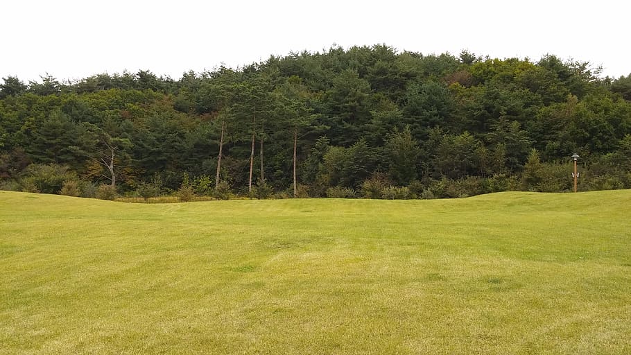 meadow, forest, arboretum, tree, plant, grass, green color HD wallpaper
