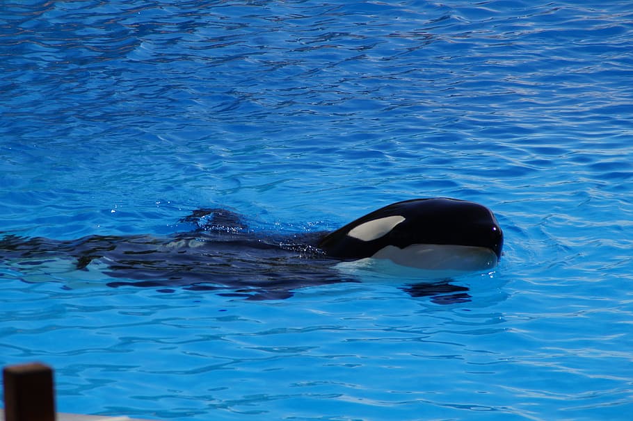 Orca, Killer Whale, wal, orcinus orca, animal, blue, orka, large HD wallpaper