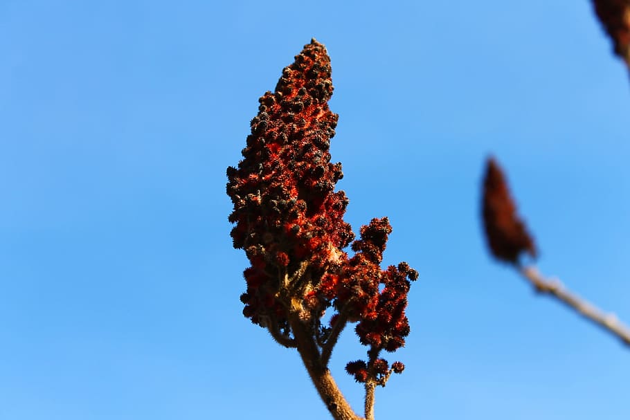 Tree, Landscape, Nature, Sky, Branches, blue, red, no people HD wallpaper