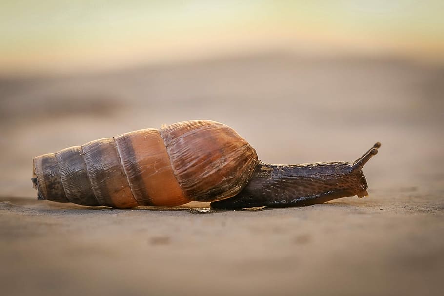 shellfish, slowly, bauchfuesser, snail, evertebrat, mollusk HD wallpaper