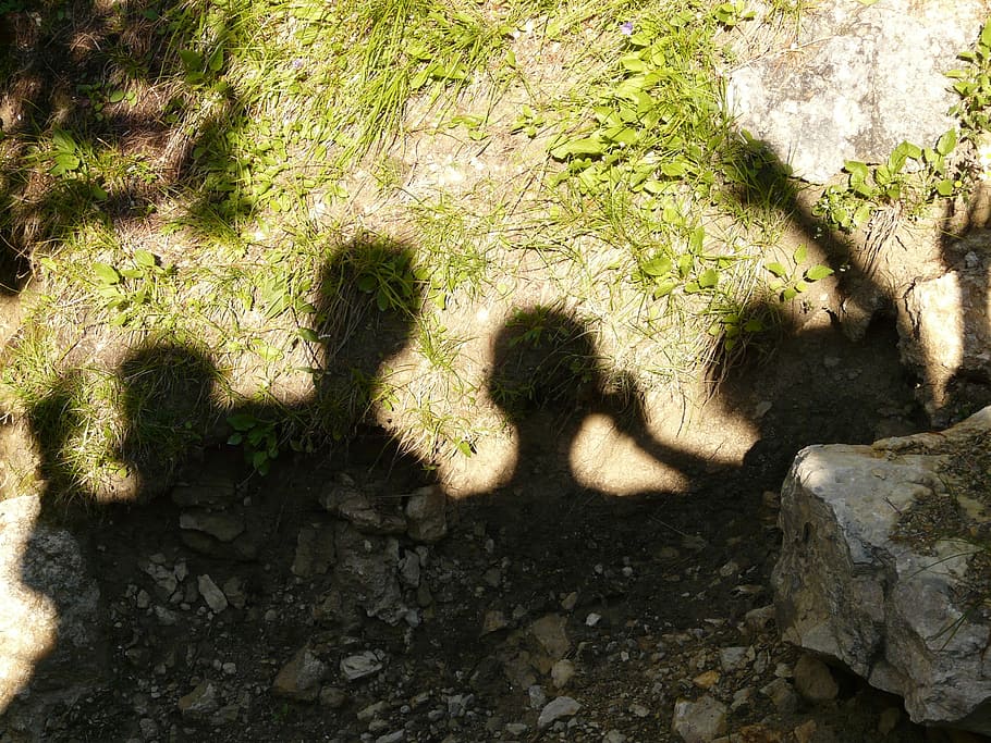 Shadow Play, Head, Heads, Hurray, ole, nature, plant, outdoors HD wallpaper