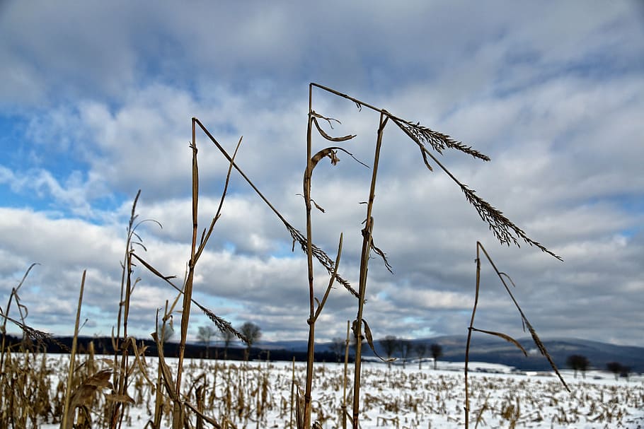 grain, winter, snow, cold, nature, arable, landscape, frost HD wallpaper