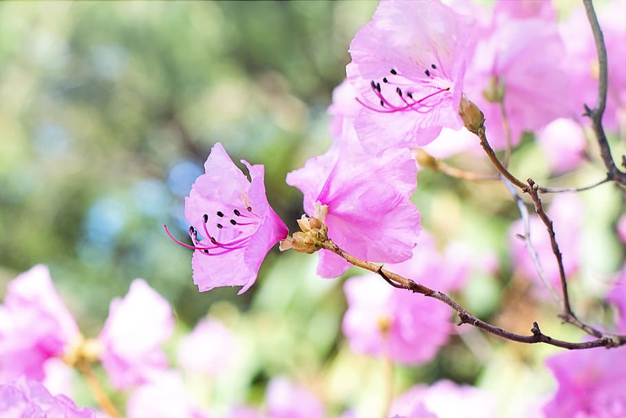 purple and white petal flowers, spring blossoms, pink flowers on tree HD wallpaper