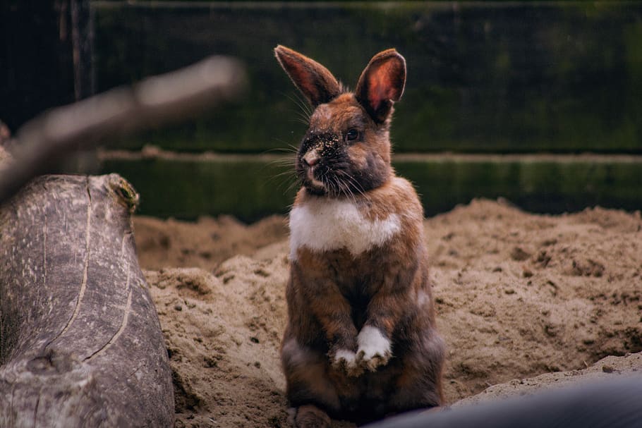 bunny, rabbit, pet, fluffy, mammal, animal, animal themes, pets HD wallpaper