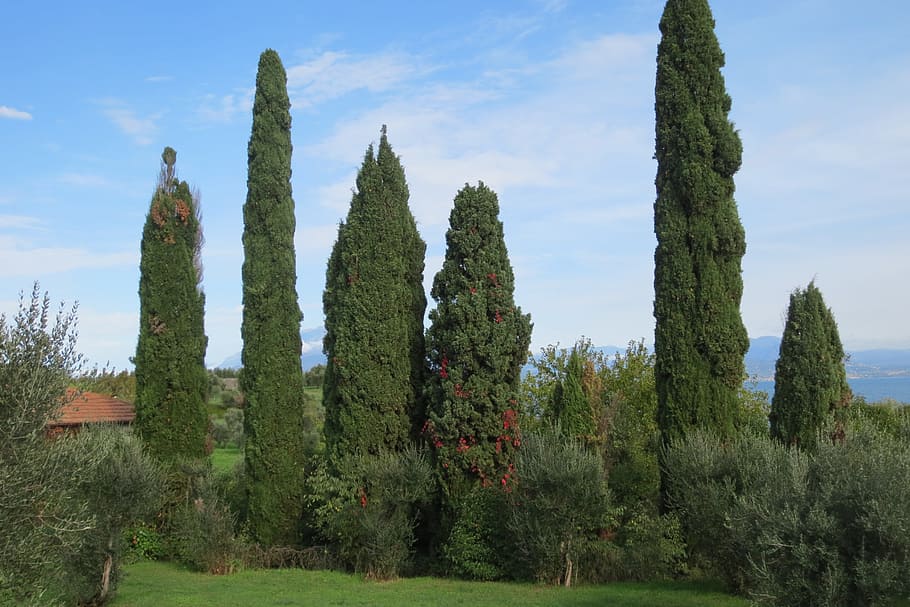 Trees, Lake, tim, nature, cypress Tree, landscape, sky, scenics HD wallpaper
