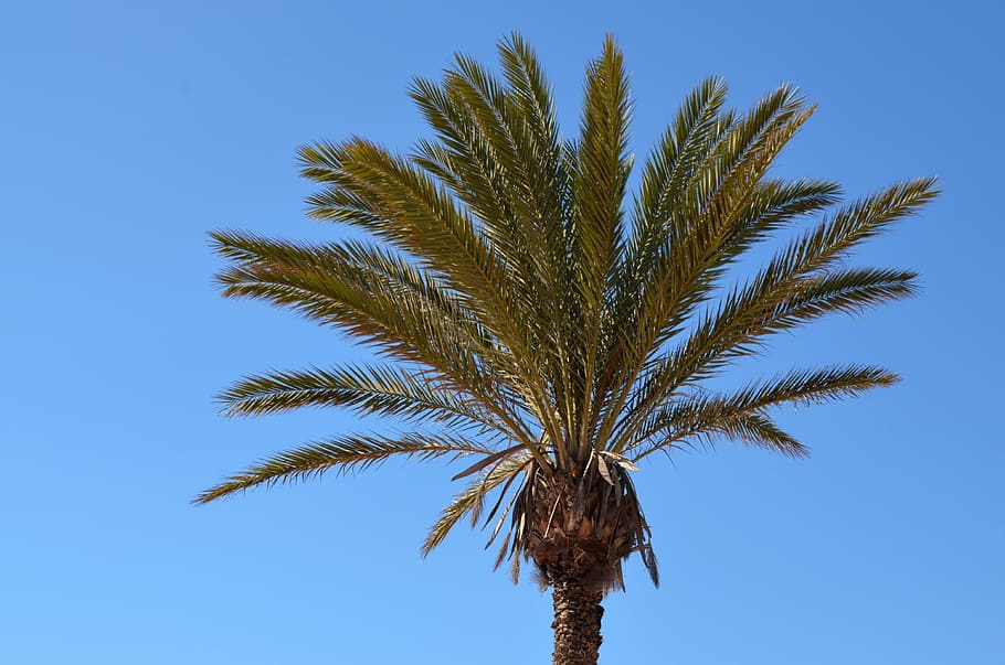 palm, sky, sun, partly cloudy, blue, summer, canary islands HD wallpaper