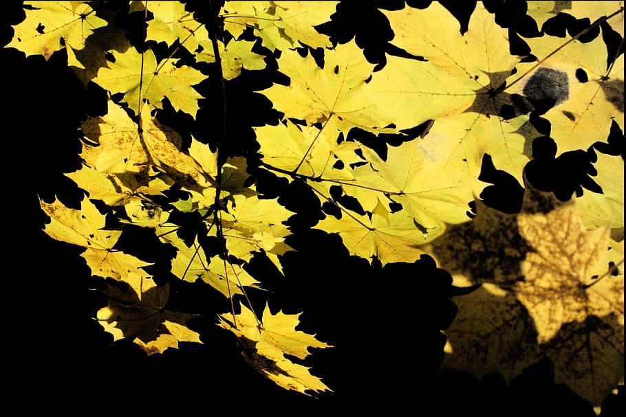 Maple, Translucent, Yellow, bright, evening sun, leaves, autumn HD wallpaper