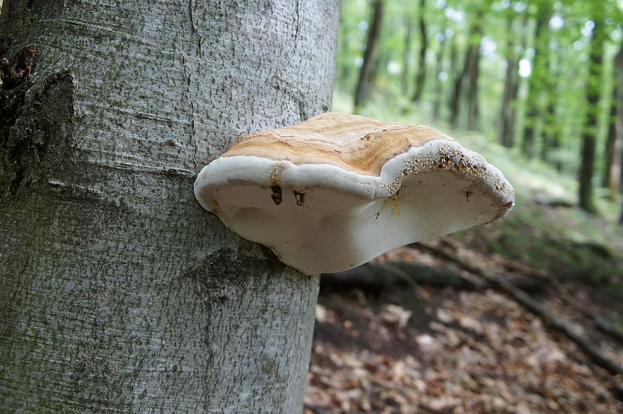 sponge, on the tree, forest, nature, adherent, tree trunk, wood - material HD wallpaper