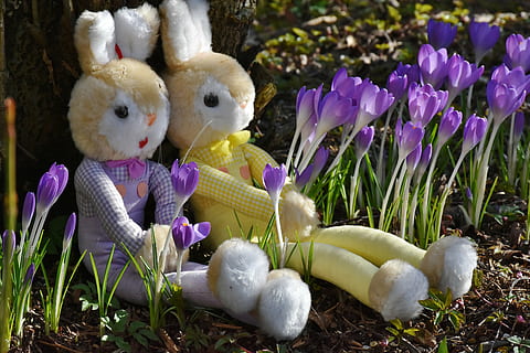 two yellow rabbit plush toys, crocus, easter, deco, spring HD wallpaper