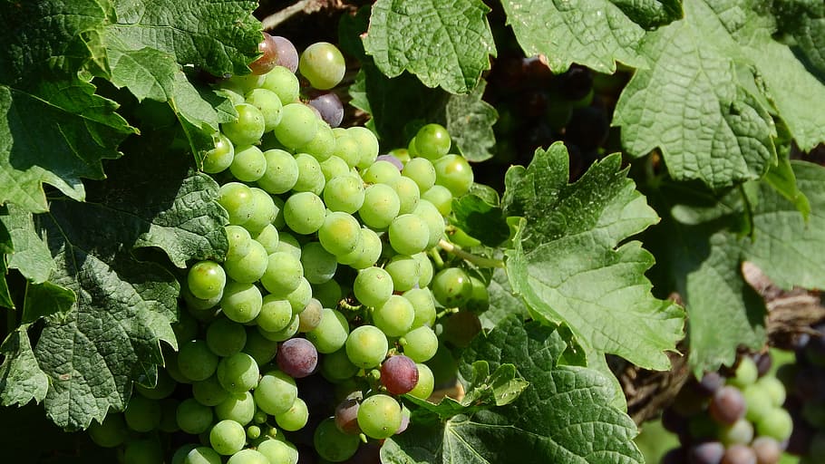vineyard, grapevine, viticulture, wine, grapes, the grapes HD wallpaper