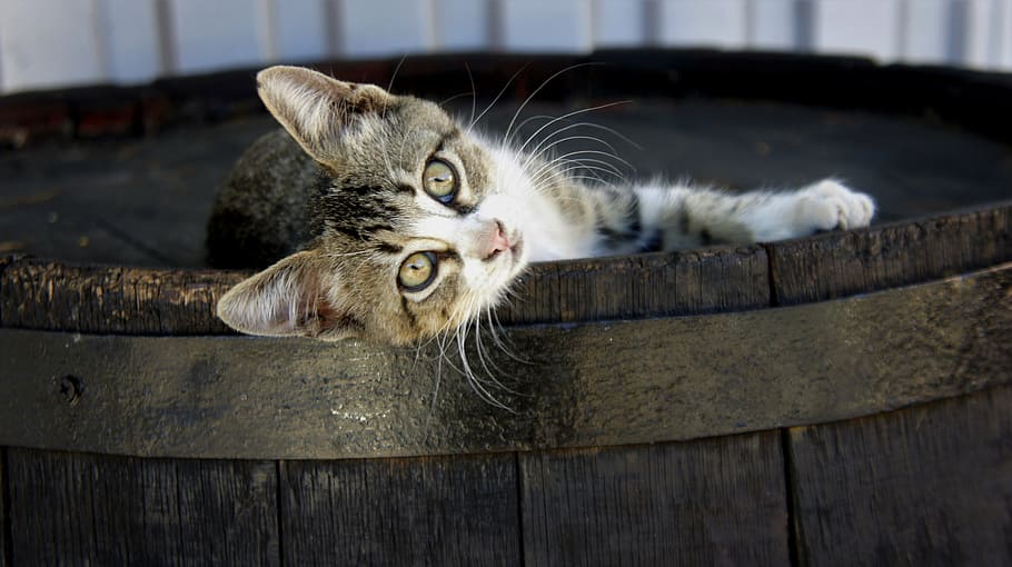 cat on top of barrel, kitten, wooden, cute, funny, looking, domestic cat