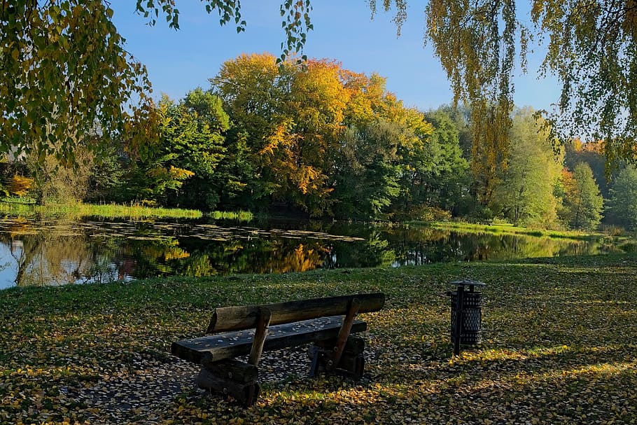 autumn, bench, park, tree, foliage, nature, autumn gold, yellow leaves HD wallpaper