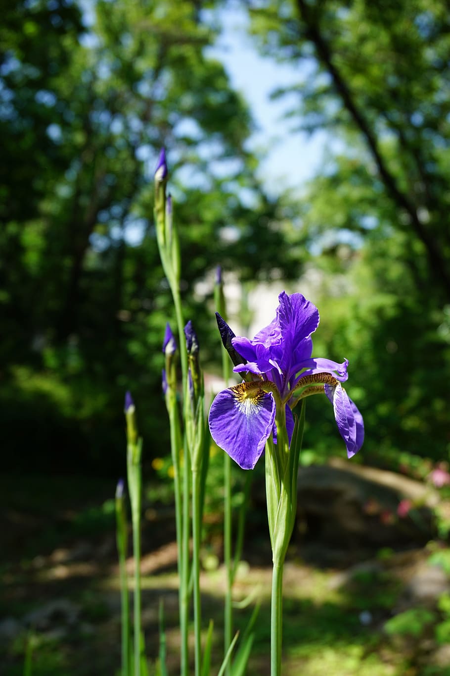 iris, see flowers, forest, nature, plants, flowering plant HD wallpaper