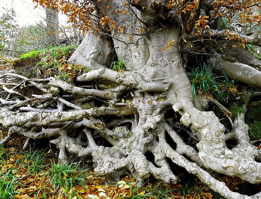 Tree, Landscape, Roots, tree with roots, pattern, natural, environment HD wallpaper
