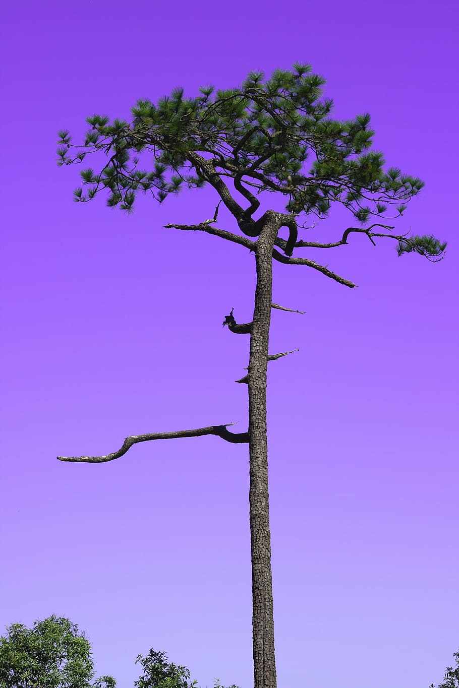 kradueng, cliff, sky, two pine, plant, tree, nature, clear sky HD wallpaper