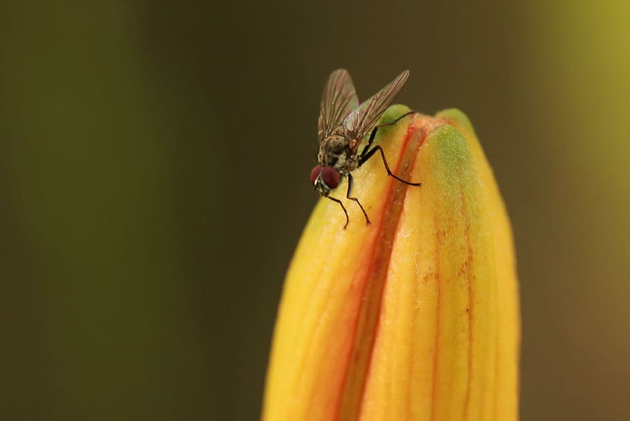 Fly, Insect, Close, Animal, Nature, macro, blossom, bloom, summer HD wallpaper