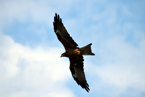 black kite, flying, predator, bird flight, spread wings, vertebrate HD wallpaper