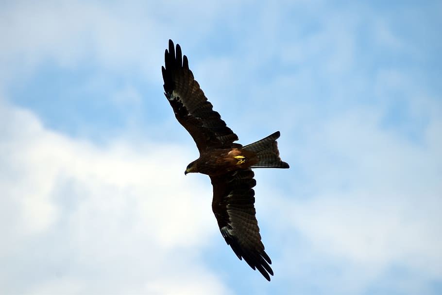 black kite, flying, predator, bird flight, spread wings, vertebrate HD wallpaper