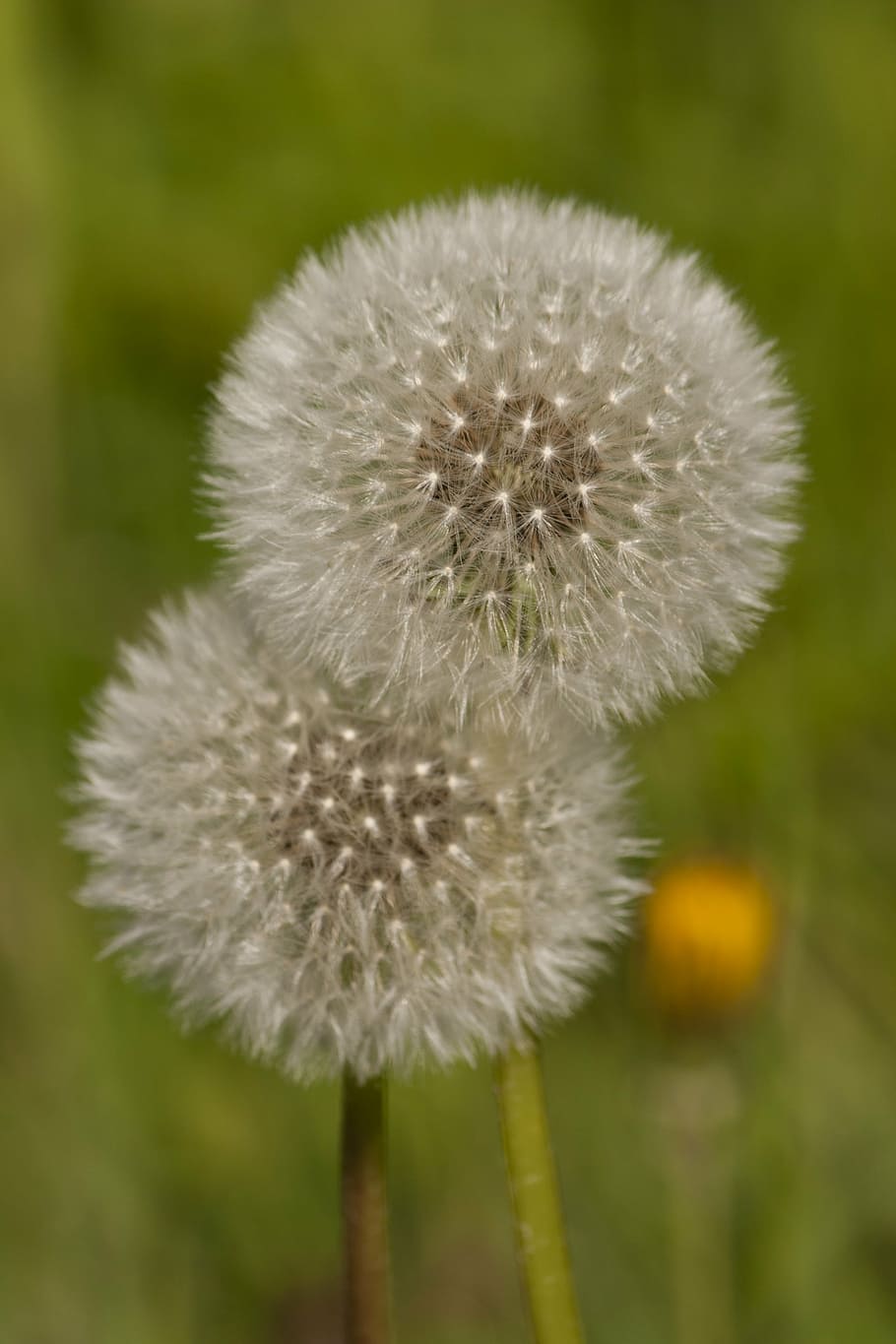 dandelions, green, spring, fragility, vulnerability, close-up HD wallpaper