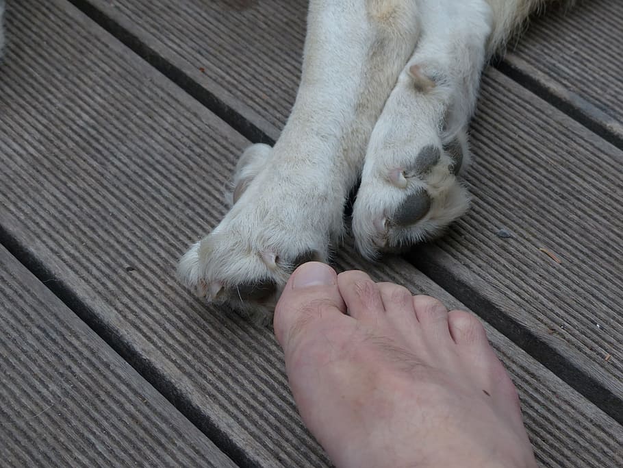 paws, animal, dog, foot, ten, human, one animal, mammal, domestic, HD wallpaper