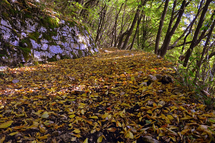 excursion, forest, autumn, trail, mountain, the european path HD wallpaper