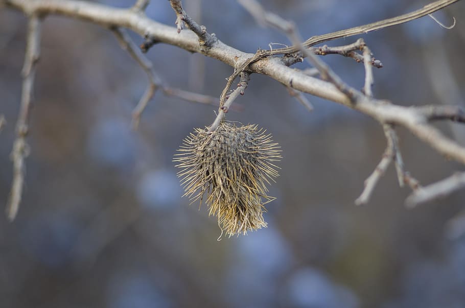 barb, branch, autumn, flower, plant, bloom, weed, the branch of a tree, HD wallpaper