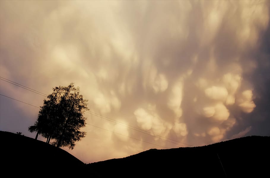 silhouette of tree under cloudy sky, silhouette of tree on hill during night time HD wallpaper