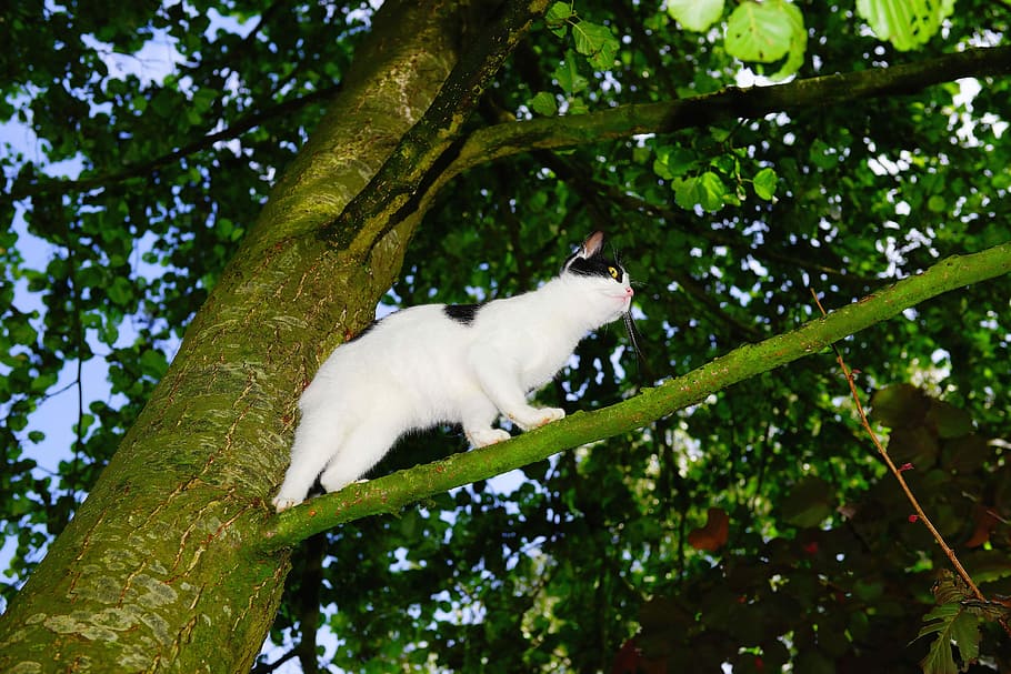 Cat, Tree, Climb, Young, Pet, Nature, young cat, cat in the tree HD wallpaper