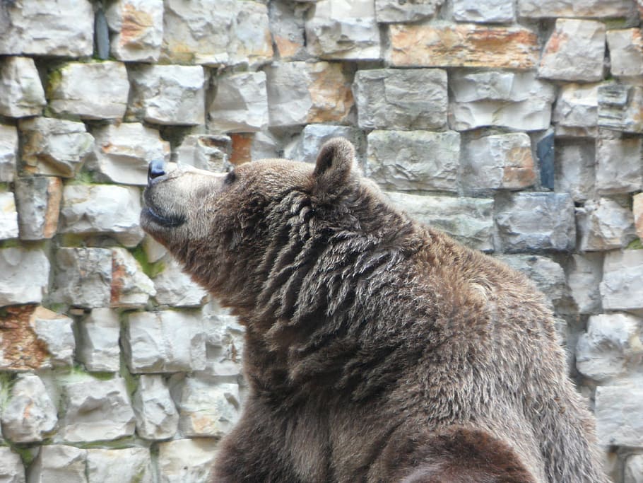 gray bear beside concrete wall, brown bear, teddy, zoo, grizzly HD wallpaper