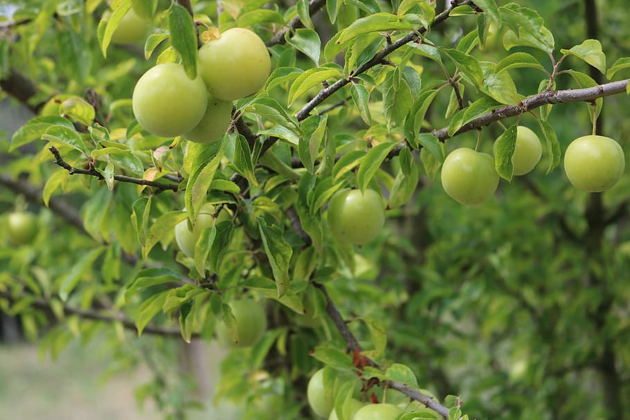 erik, branch, red, food and drink, healthy eating, fruit, plant HD wallpaper