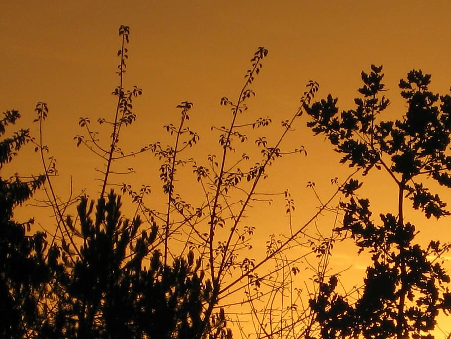 trees, evening, sky, plant, sunset, beauty in nature, growth HD wallpaper