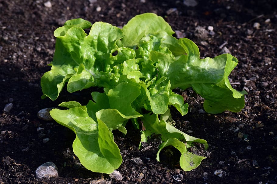 earth, vegetables, leaf, lettuce, nature, vegetable patch, salad HD wallpaper
