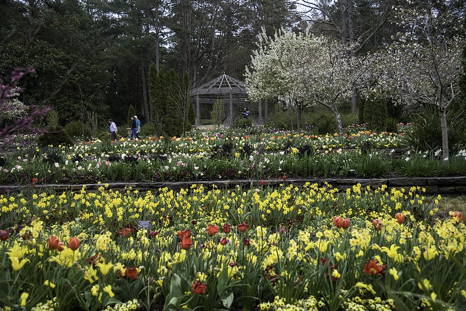 Flower terraces in Duke Gardens in Durham, North Carolina, duke university, HD wallpaper