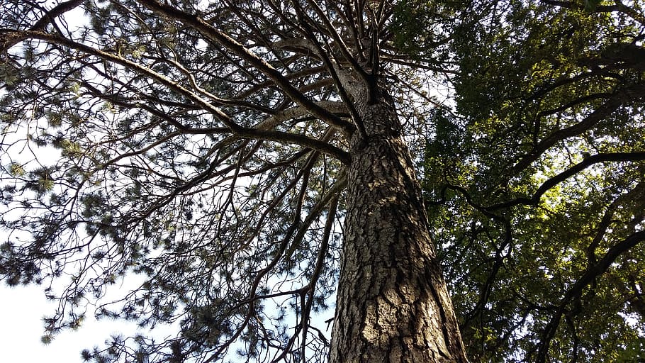 tree, strong, aesthetic, force, plant, low angle view, growth HD wallpaper