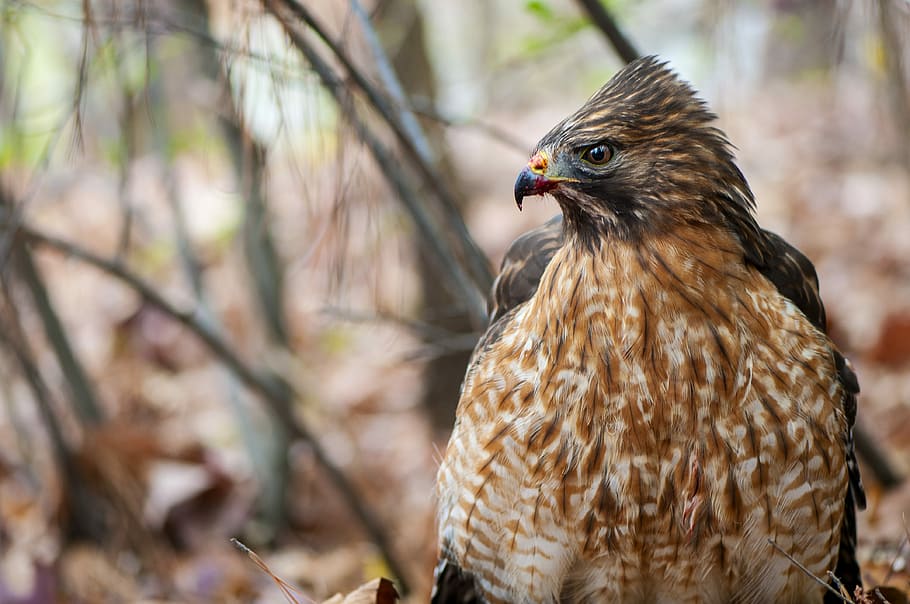 wildlife photography of brown eagle, selective photo of brown and black bird HD wallpaper