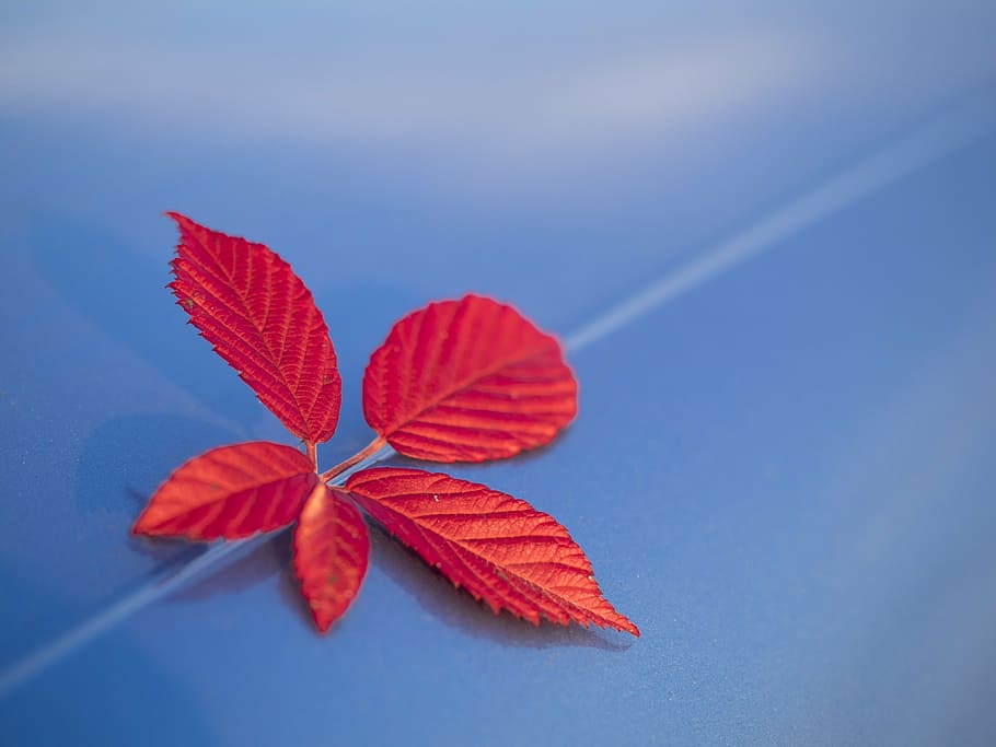 red, blue, nature, leaf, natural, winter, holidays, christmas HD wallpaper