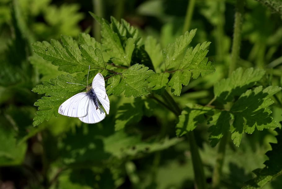bielinek, butterfly, pest, insect, green, sitting, pieris brassicae HD wallpaper